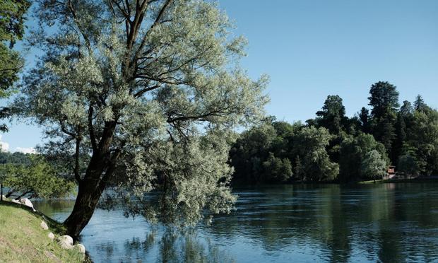 Un árbol toca el agua con sus hojas, en la orilla del río Ticino. (Getty Images)