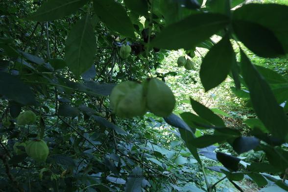 Photo of treespecies Staphylea pinnata : Category is foliage