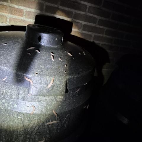 slakken op het compostvat
