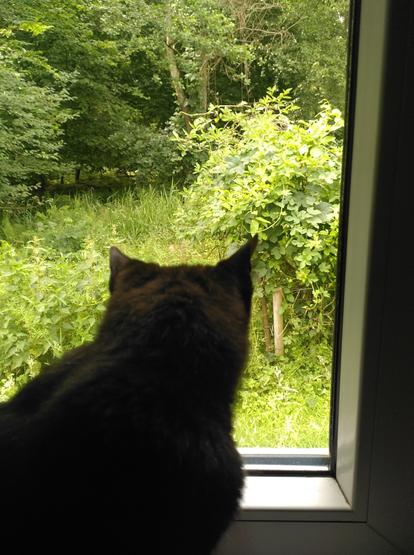A black cat is sitting at a window looking out into a light forest with a patch of high grass between the cat and the forest. There is a light brown smudge in the grass visible between the cat's ears. The cat is looking right at the smudge.