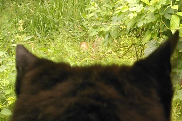 Part of the previous picture, only the top of the cat's head. The smudge takes form of a resting fallow deer.