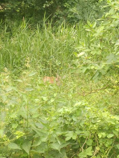 A picture of the resting fallow deer alone.