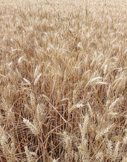Close-up of a wheat field (?)