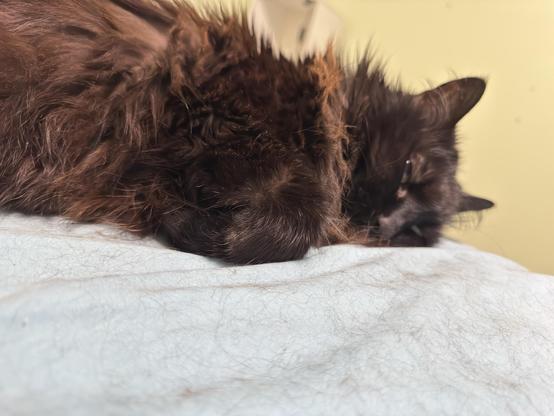 A fluffy dark cat is curled up and sleeping on a light blue surface. The background features a soft green wall.
