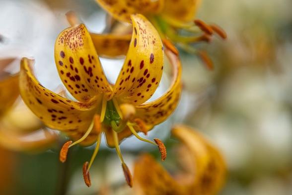 Lilium x martagon 'Peppard Gold'. One flower on a tall spike of many such flowers. The petals are golden, fully recurved, and spotted with large and small maroon spots.