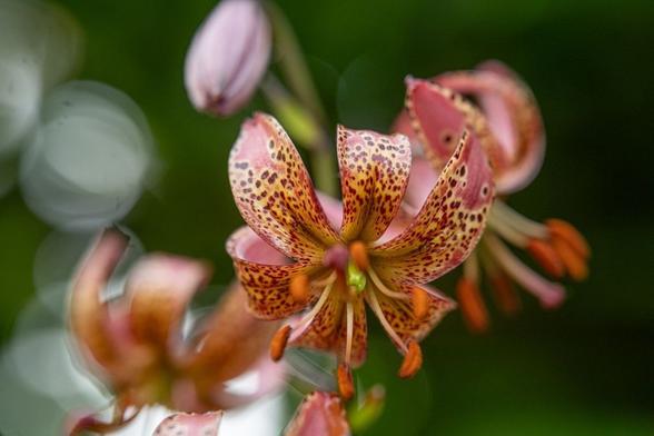 Lilium x martagon 'Terrace City Group' (N. E. Pfeiffer, mid 1930s). On a blurry green BG a small recurved lily flower, silvery-pink base colour, maroon spots with gold aureolae. Several more flowers and buds in the BG.
