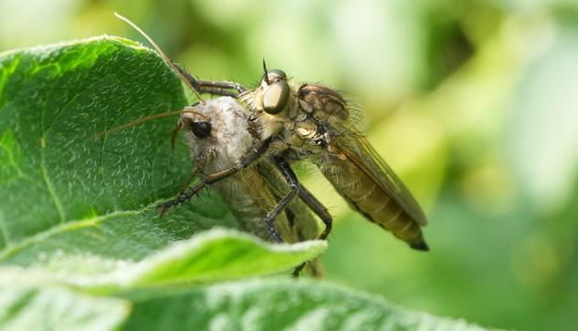 Een grote roofvlieg, Roodbaardroofvlieg ( Eutolmus rufibarbis ) zit op een blad en houdt een mot of een soortgelijk insect vast. De prooi is ongeveer even groot als de vlieg zo niet groter. De roofvlieg heeft een licht bruingrijze kleur met doorschijnende vleugels. Zijn lichaam is gesegmenteerd en behaard. De mot is lichtgrijs en lijkt enigszins misvormd of dood. Het blad is levendig, gezond groen met zichtbare nerven. De belichting is natuurlijk en helder, waardoor de details van de insecten en de textuur van het blad worden benadrukt. De focus ligt op de insecten, terwijl de planten op de achtergrond subtiel onscherp zijn, waardoor een geringe scherptediepte ontstaat. De compositie is gecentreerd op de interactie tussen de twee insecten, waardoor de aandacht wordt gevestigd op de roofdaad. Het perspectief is iets boven de insecten, wat een close-up van hun anatomie biedt. De algehele stijl is naturalistisch en gedetailleerd, met de nadruk op de complexe vormen van de insecten en hun relatie. De sfeer is sereen maar toch dramatisch, dankzij de getoonde predatie. De afbeelding toont een natuurlijke scène van een interactie tussen insecten die zich voeden.