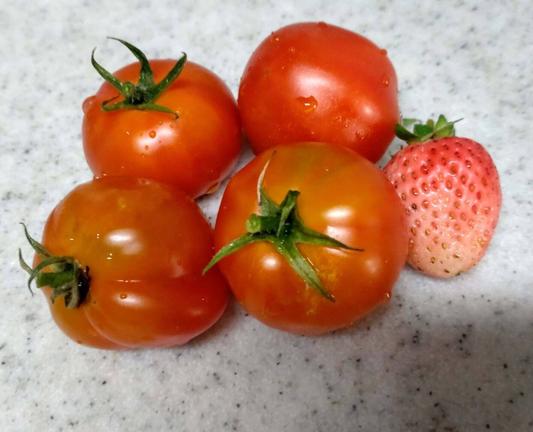 tomato