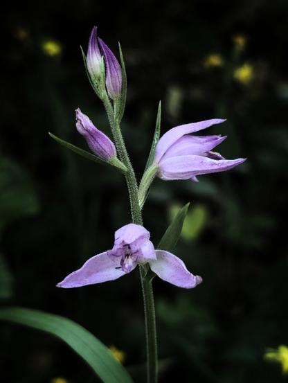 Eine Pflanze mit kleinen lila Blüten vor dunklem Hintergrund. Die Pflanze steht im Wald.