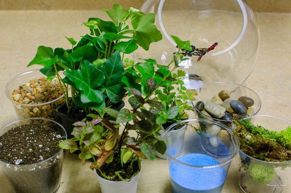 Shaan, Terrarium, Monday Morning Flower and Balloon Co, Princeton Forrestal Village, Plainsboro