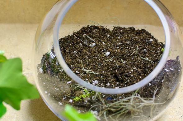 Shaan, Terrarium, Monday Morning Flower and Balloon Co, Princeton Forrestal Village, Plainsboro