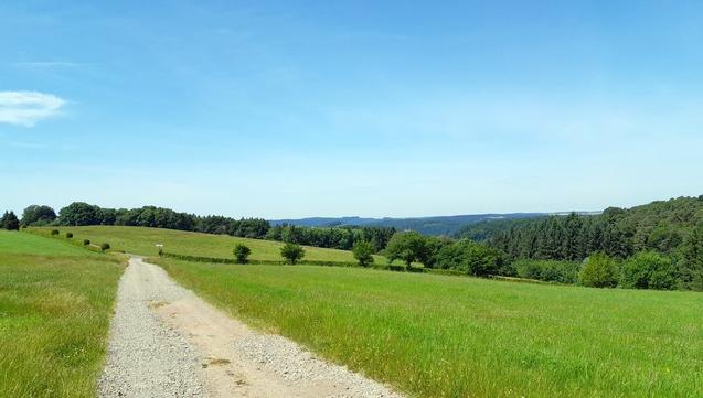 Im Vordergrund ein geschotterter Wanderweg, umgeben von grünen Wiesen, im Hintergrund Wald und strahlend blauer Himmel