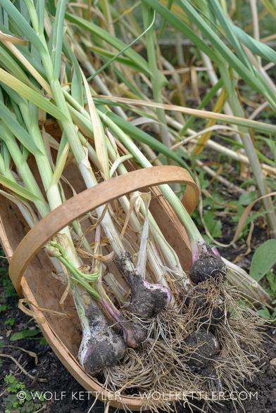 The photograph shows a trug filled with freshly harvested garlic bulbs. The trug is on the ground before more garlic waiting to be pulled.