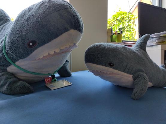 A Smolhaj cuddly shark and a Blåhaj cuddly shark sitting opposite of each other on a soft blue surface. The Blåhaj has a key cord around their neck, on the key cord is a Dutch OV-chipkaart. The hajar are in an active position, resting on their fins and they look a bit shocked. It seems they are in a vivid discussion.

You are right, humans tend to blame others for their own shit...