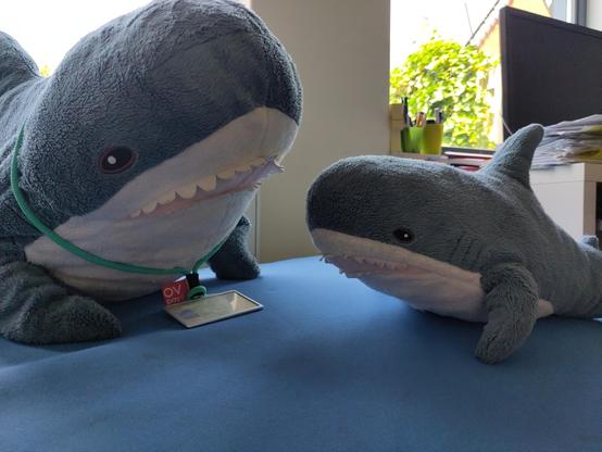 A Smolhaj cuddly shark and a Blåhaj cuddly shark sitting opposite of each other on a soft blue surface. The Blåhaj has a key cord around their neck, on the key cord is a Dutch OV-chipkaart. The hajar are in an active position, resting on their fins and they look a bit shocked. It seems they are in a vivid discussion.

You are right, humans tend to blame others for their own shit...