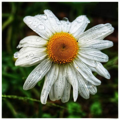 A close-up, high-angle shot captures a white daisy glistening with numerous water droplets on its petals and central yellow disc. The white petals, some slightly creased, radiate outwards from the vibrant orange-yellow centre, which is composed of many tiny florets. A few small insects are visible on the yellow disc. The background is a soft blur of dark green foliage, making the daisy stand out prominently within the white framed image.