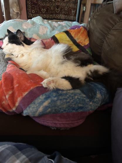 A three legged black and white floofster showing off his big floofy tummy. He is ensconced in a nest of folded fleecie blankets on the couch. He is not pouring out of the nest like he was when we were snuggling.