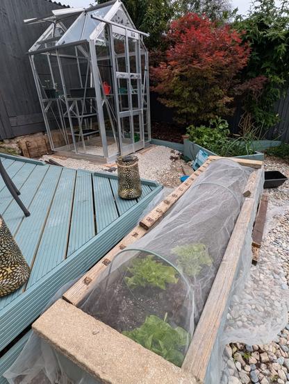 Lettuces growing in a raised bed under netting. In the background is the new greenhouse, the newly trimmed Acer and the smaller raised bed containing radishes and onions
