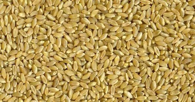 Durum market focuses on North American crop