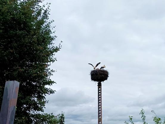 A stork nest on a concrete pole. Inside a parent stork stands guard while a young stork (one of three) is standing up and slowly flapping their wings. The flight feathers still have some small gaps where the clouds shine through.