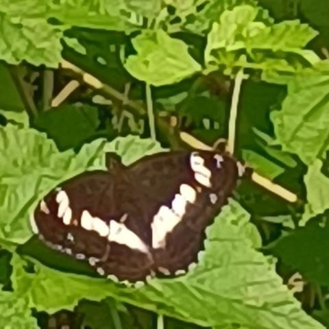 kleiner ausschnitt mit niedriger auflösung und mangender schärfe. er zeigt einen schmetterling namens kleiner eisvogel, diesmal mit aufgeklappten flügeln und von oben. er ist sehr dunkel braun, fast schwarz und es verläuft eine binde aus weißen ineinander übergehenden flecken parallel zur hinterkante der flügel über die ganze breite des tiers, ziemlich auffällig und sehr charakteristisch.