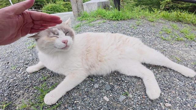 可愛い声で鳴きながら神社の階段を登るシャム猫ちゃん