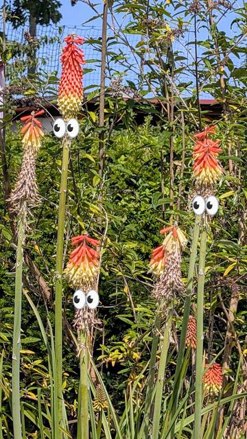 Die Pflanze auf dem Bild ist eine Fackellilie (Kniphofia), auch bekannt als Schopf-Fackellilie oder Raketenblume.

Drei der Dolden habe ich mit Augen versehen, so dass es wie Köpfe mit langen bunten Hüten aussieht.