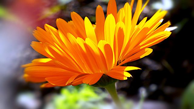 Die volle Blüte einer orangen Ringelblume von der Seite zu sehen
The full bloom of an orange marigold seen from the side