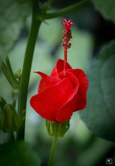 Color photo of a red flower with petals curled in a  spiral shape with a long stigma extending up from the center with a crown at its tip. .