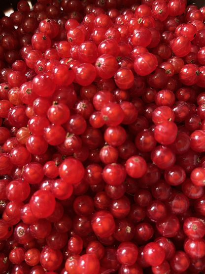 Freshly picked redcurrants