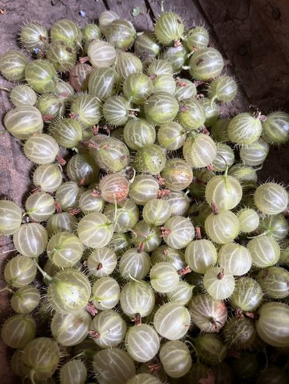 Freshly picked gooseberries