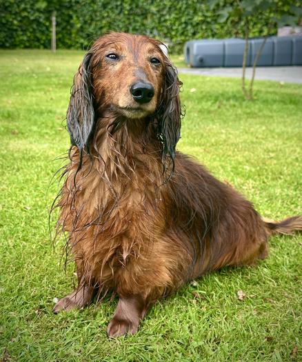 Das Bild zeigt einen feuchten Dachshund mit langen, braunen Haaren, der auf einem grünen Rasen sitzt. Der Hund hat lange Ohren, die an seiner feuchten, glänzenden Haut hängen. Sein Gesicht ist nass, und seine Augen sind leicht geschlossen, was darauf hindeutet, dass er sich nach einem Bad oder einer Erfrischung im Wasser fühlt. Der Hintergrund besteht aus einem dichten, grünen Heckenlaub, das den Hintergrund des Bildes bildet. Der Dachshund schaut nach links, und seine Pfoten sind leicht erhoben, was auf eine entspannte Haltung hinweist.