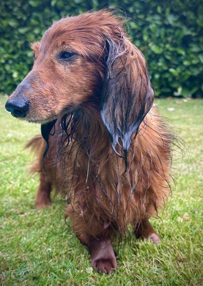 Das Bild zeigt einen feuchten, braunen Dachshund, der auf einem grünen Rasen sitzt. Der Hund hat lange, nasse Ohren und ein glänzendes, nasses Fell, was darauf hindeutet, dass er sich kürzlich im Wasser aufgehalten hat. Seine Augen sind leicht geschlossen, und er blickt direkt in die Kamera. Der Hintergrund besteht aus einem gepflegten Rasen mit einem grünen Heckenzaun und einem grauen Behälter im Hintergrund. Der Dachshund wirkt entspannt und genießt die Umgebung.
