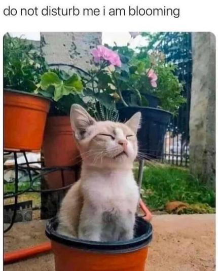 A cat meme with a blissful cat enjoying the moment in a flowerpot, captioned "do not disturb me I am blooming"