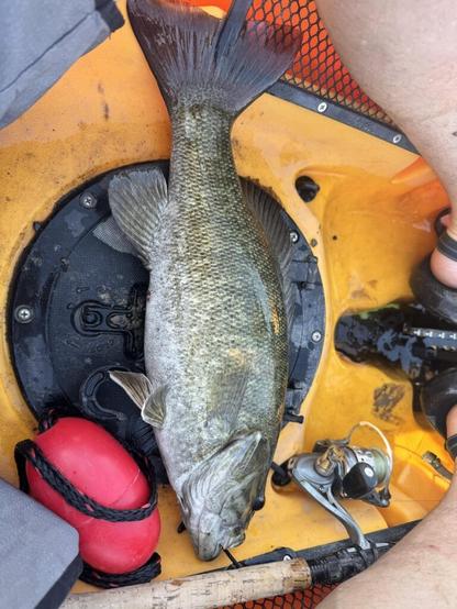 Bugs are getting bad but caught a couple nice ones