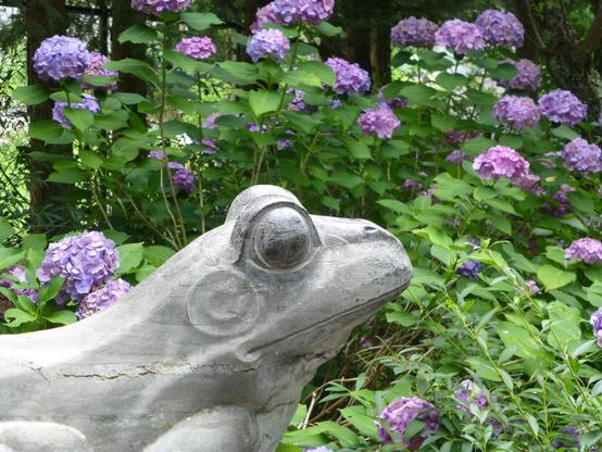 In the background a large ajisai bush with plenty of purple flowerheads.
Foreground grey stone a statue of a sitting frog, seen from the side.
