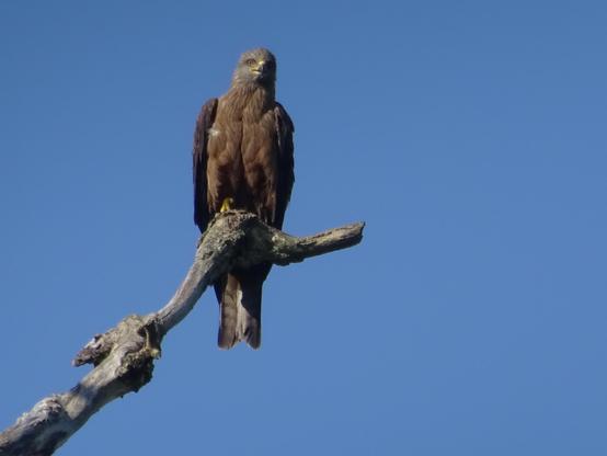 Sur un arbre mort dans un ciel très bleu, un milan noir de face.