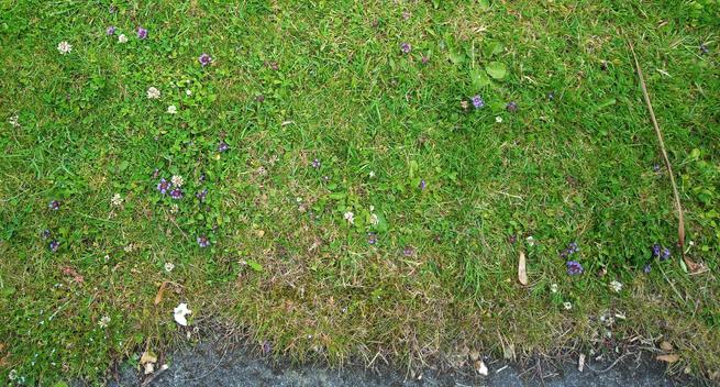 tiny purple flowers in grass verge.