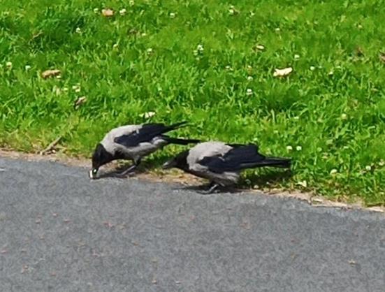 2 crows arrive for dropped food.