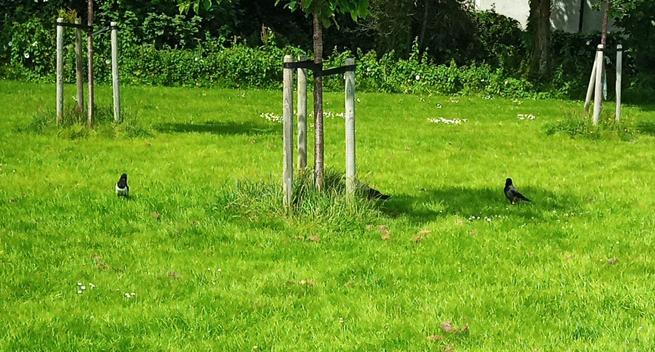 a magpie and 2 crows around small tree where food has been stashed out of gulls sight.