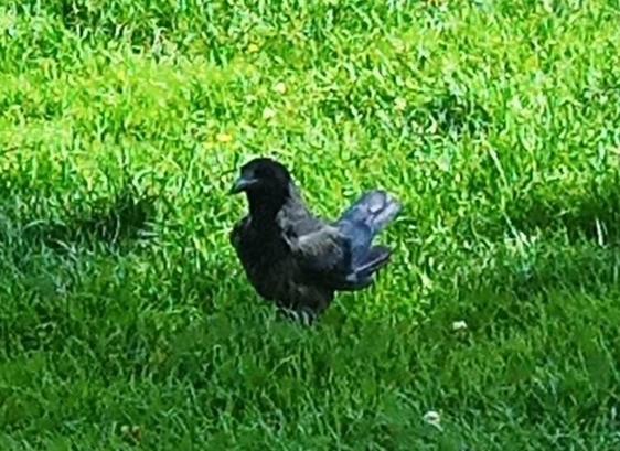 a single crow arrives to see what food is stashed under this tree.