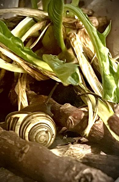 Dandelion leaves, sticks and soil are visible in a tangle across the image. In the bottom left is the spiral shell of a beige and brown land snail (aka Snailey O’Snailey). Snailey is open-side of their shell up, reaching up with their upper antennae/tentacles to take a closer look at the dandelion.