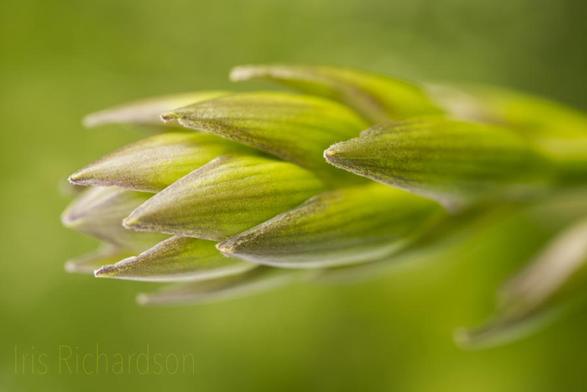 Closed green hosta flower macro photograph