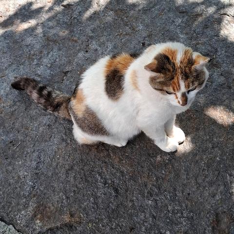Calicocat sitting on a stone covered in shadow.