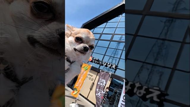 ソラくん！七飯町へ！テングジール行ってきたよ！ #chihuahua #music
