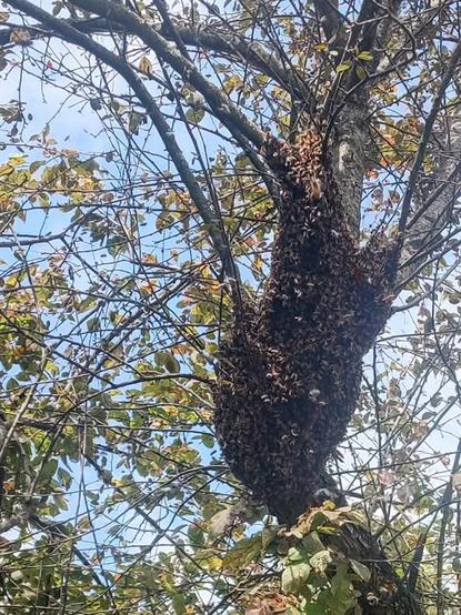 A thick swarm of bees, seen from below, clustered around the trunk of a tree.