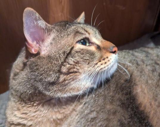 Waffles the three-legged, chonky, tabby cat, sitting on his bed, looking off to the side.