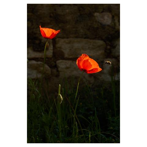 Two brightly lit poppy flowers in front of a rough, dark stone wall. A bee is approaching the poppy on the right.