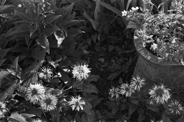Native beebalm past its flowering.