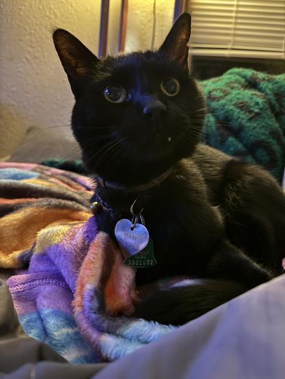 A black cat wearing a heart shaped tag looks up with big eyes from her comfy fleeces - one fang tooth is slightly visible.